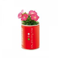 LATTINA con SEMI di PETUNIA